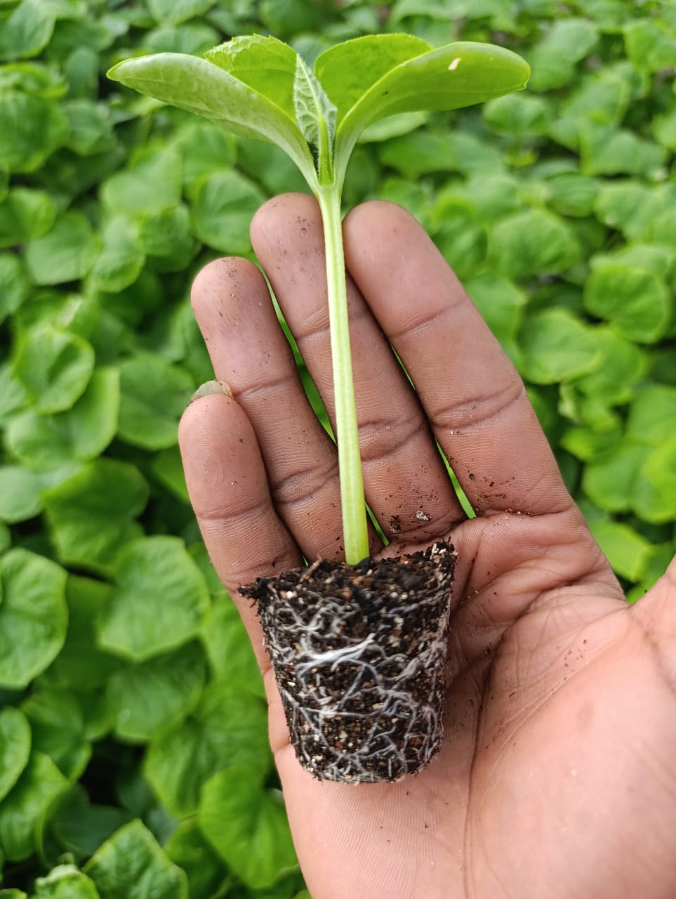 Cucumber Seedling